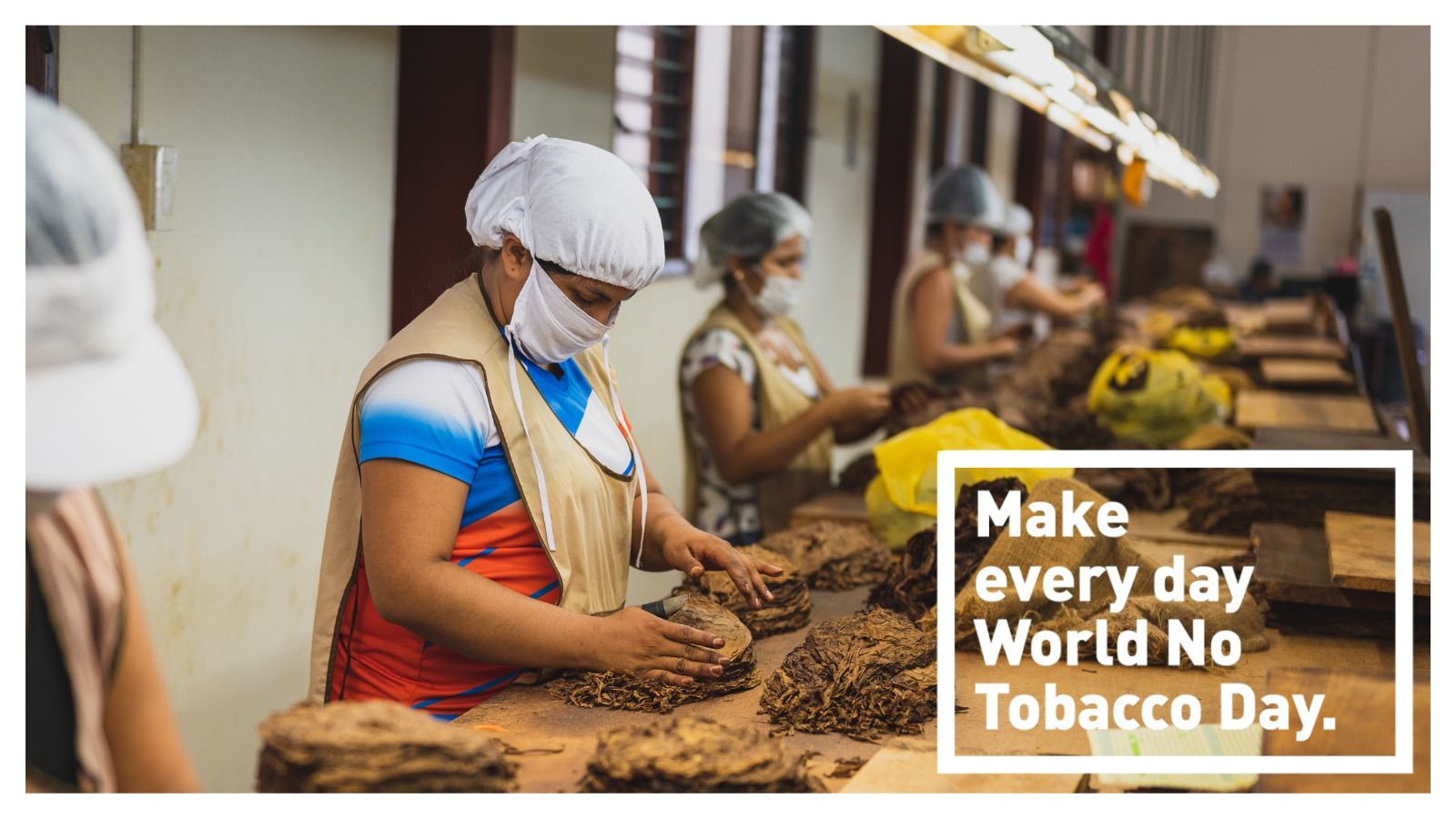World No Tobacco Day 2025: Top 10 largest tobacco-producing countries; see India's rank