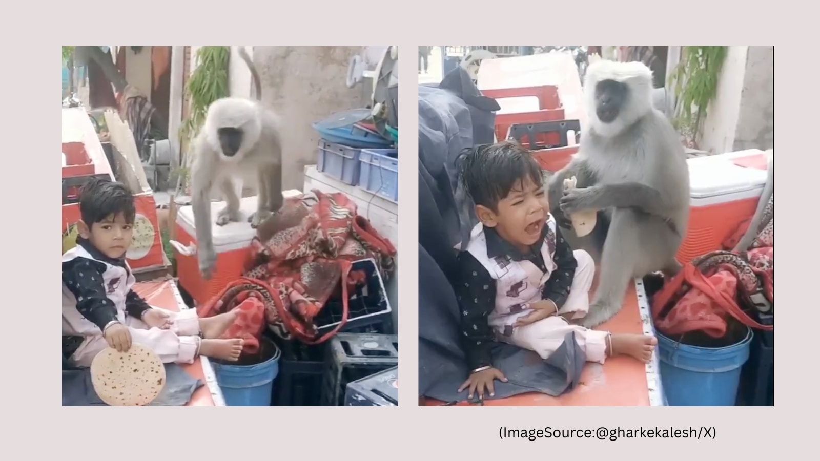 Langur snatches boy's roti in viral video as father films; the Internet calls out ‘bad parenting'