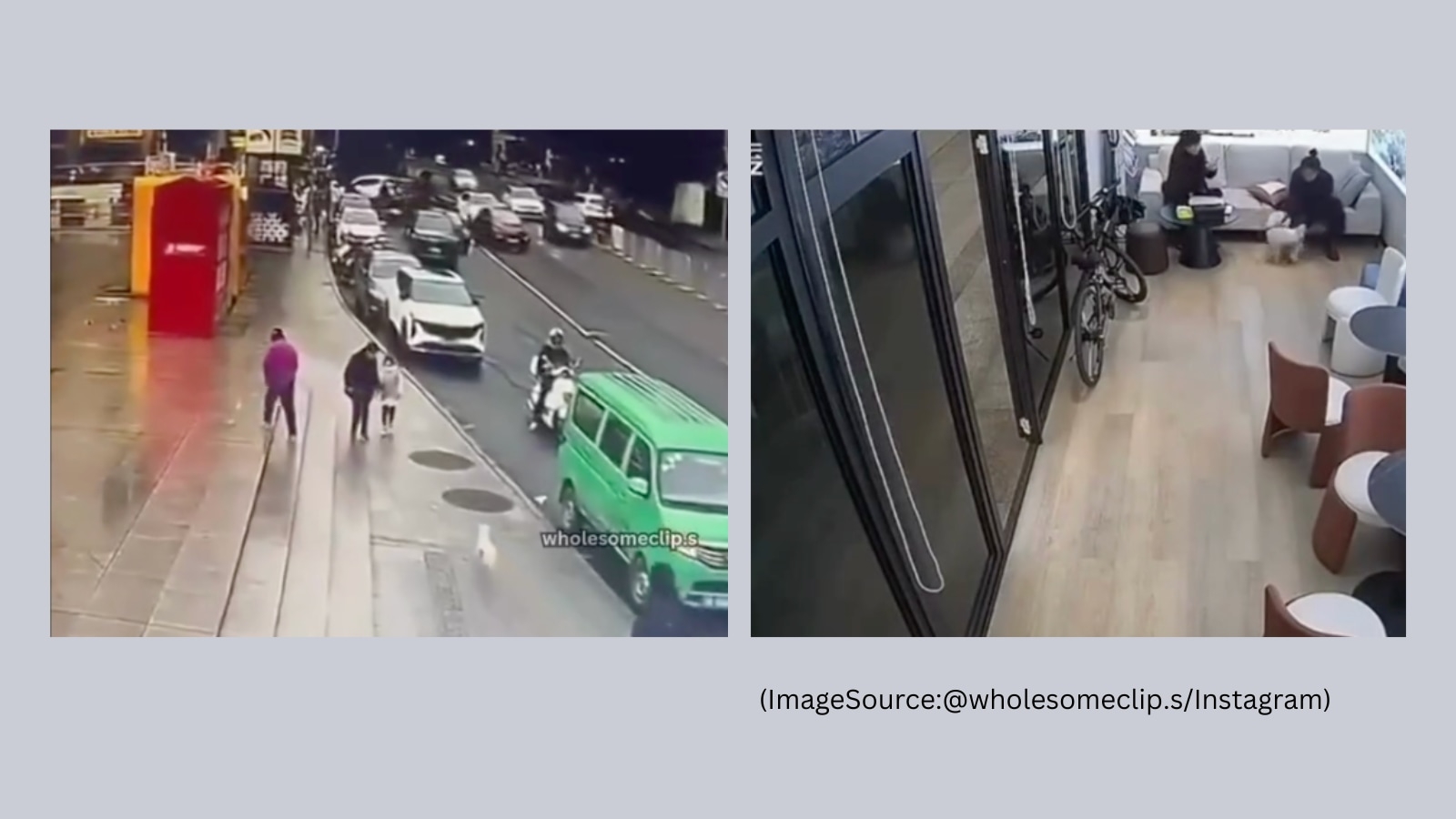Dog recognises owner by scent in crowded city square, sprints into her arms in emotional viral video