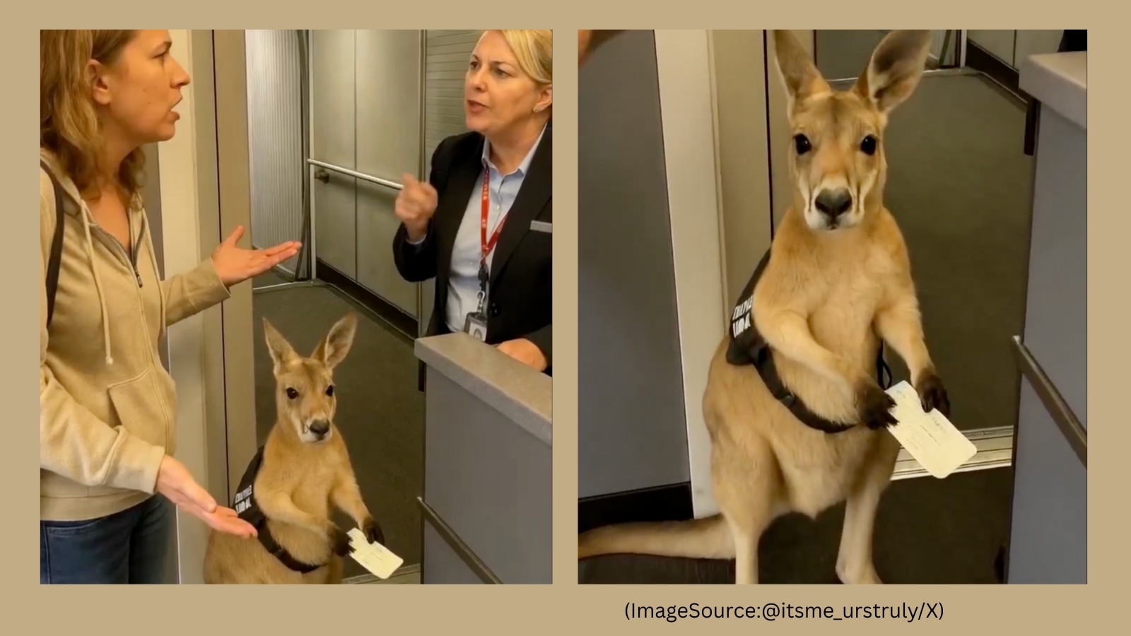 AI-generated ‘kangaroo boarding scene' fools the Internet, hyper-realistic clip gets over 11 million views
