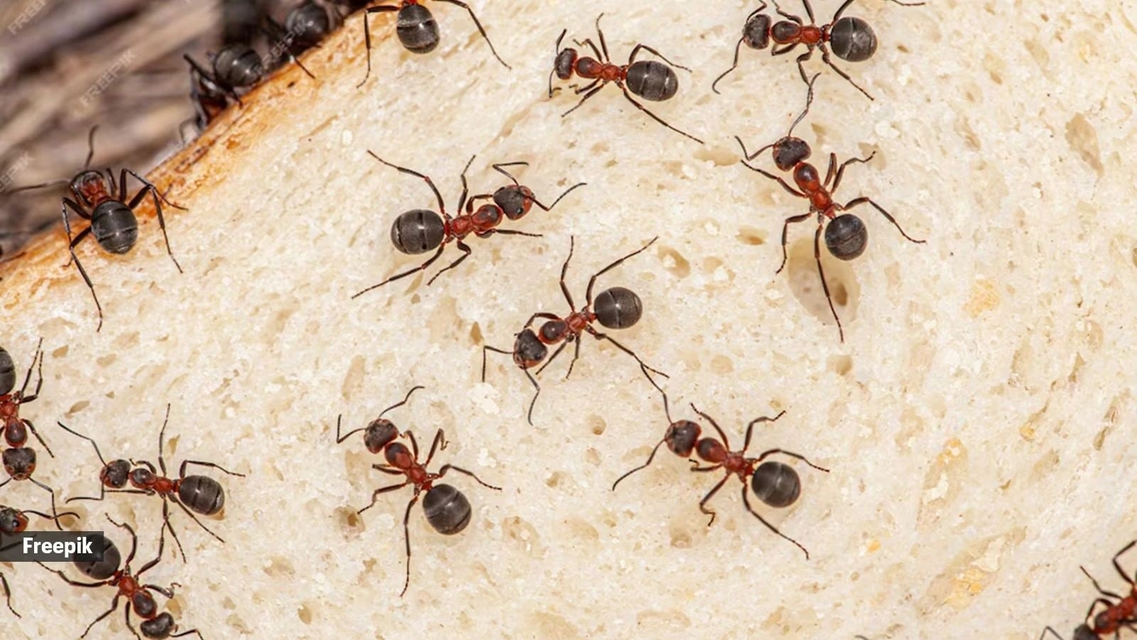 Kenya court fines four men for trafficking over 5,000 queen ants