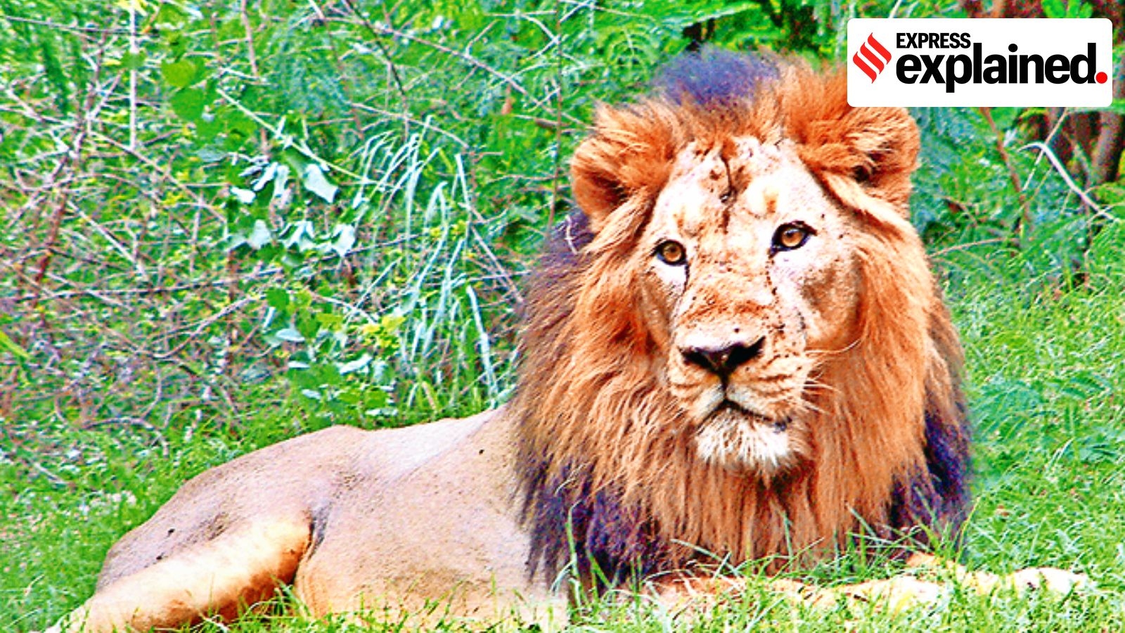 Out of the woods in Gujarat, why Asiatic lion's future can't be secured by numbers alone