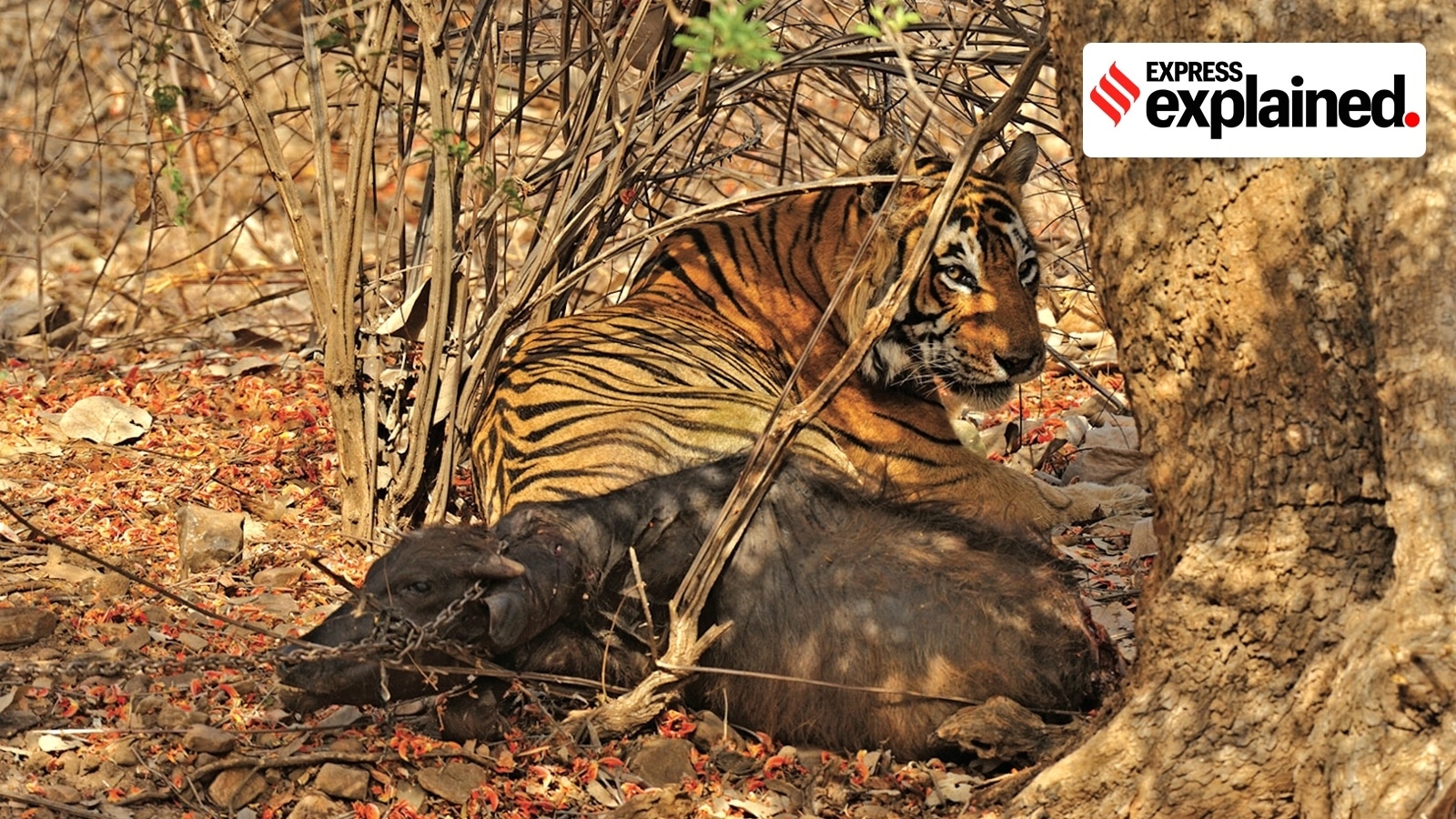 Live baiting: Why ‘misplaced kindness' is becoming a problem for tigers in India