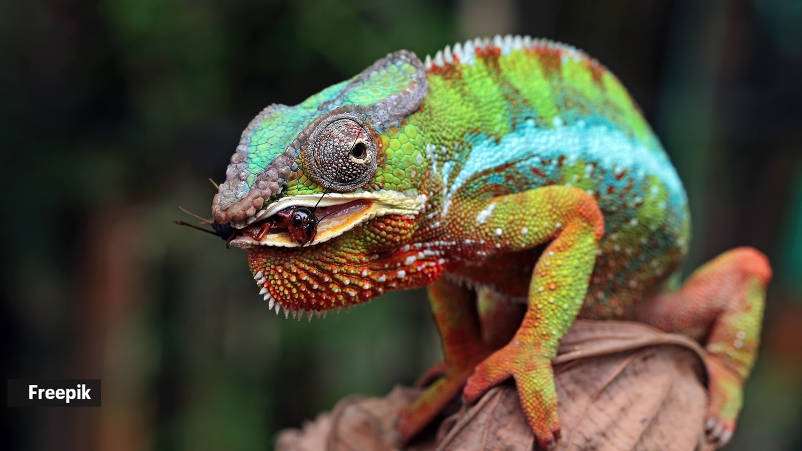 7 creatures that change colour; here's why they do it