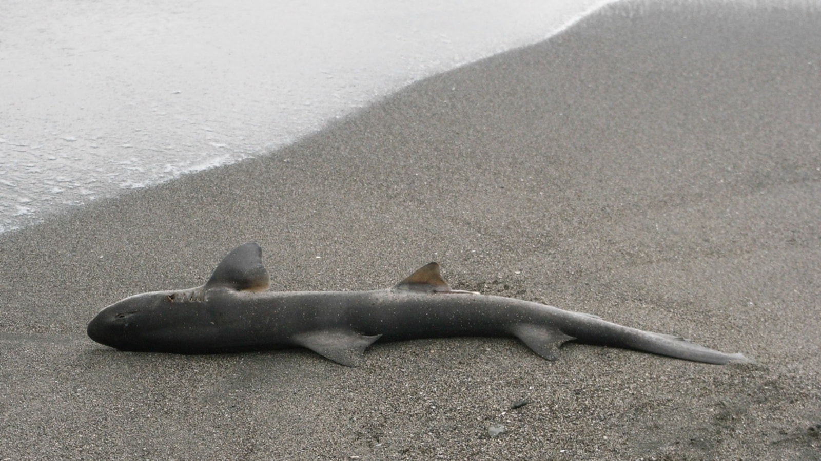 Sharks, octopuses among 200 species killed by toxic algae in Australia