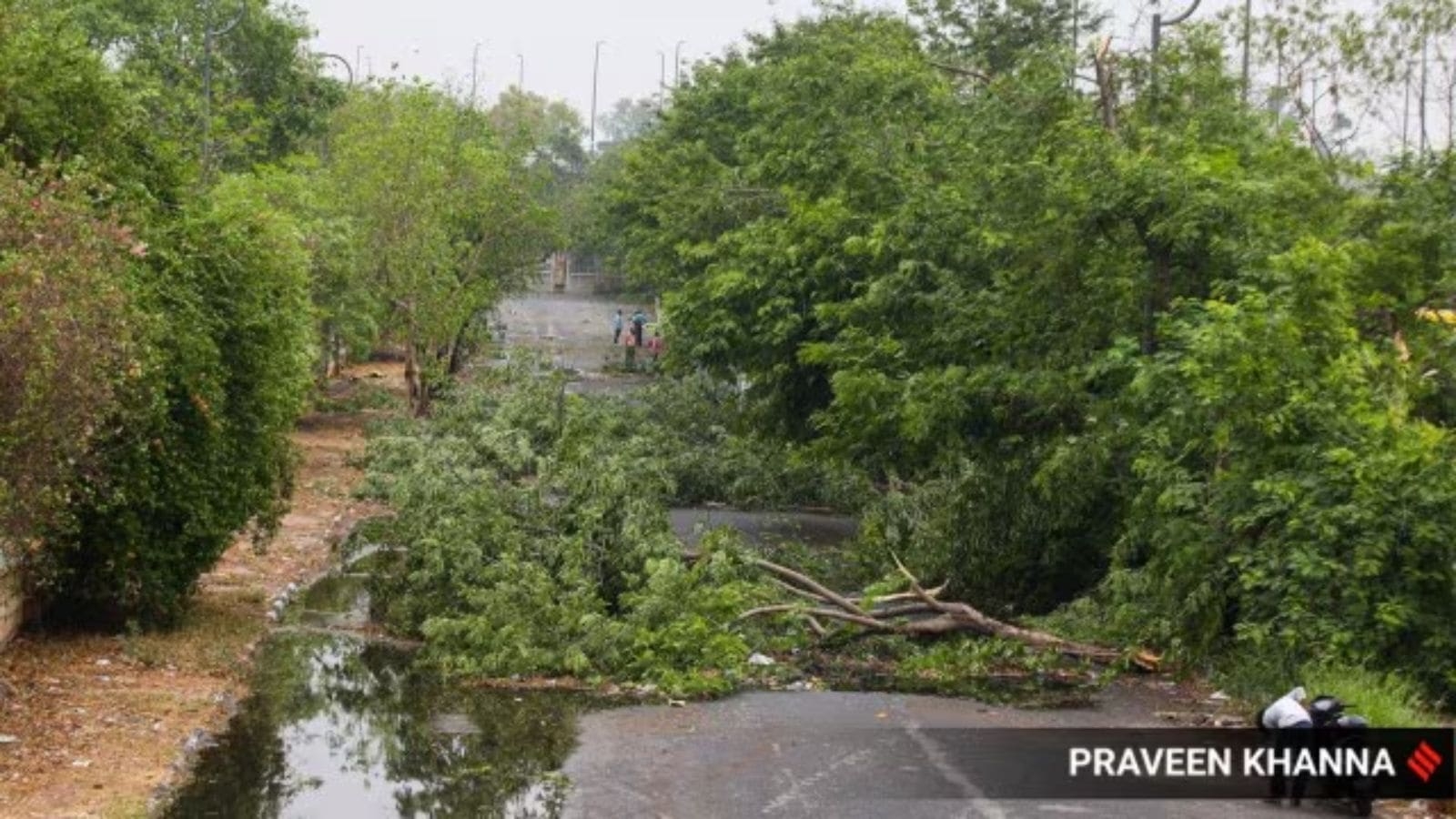 Tree census ordered after allegations that hundreds were cut down for cricket stadium in Madhya Pradesh