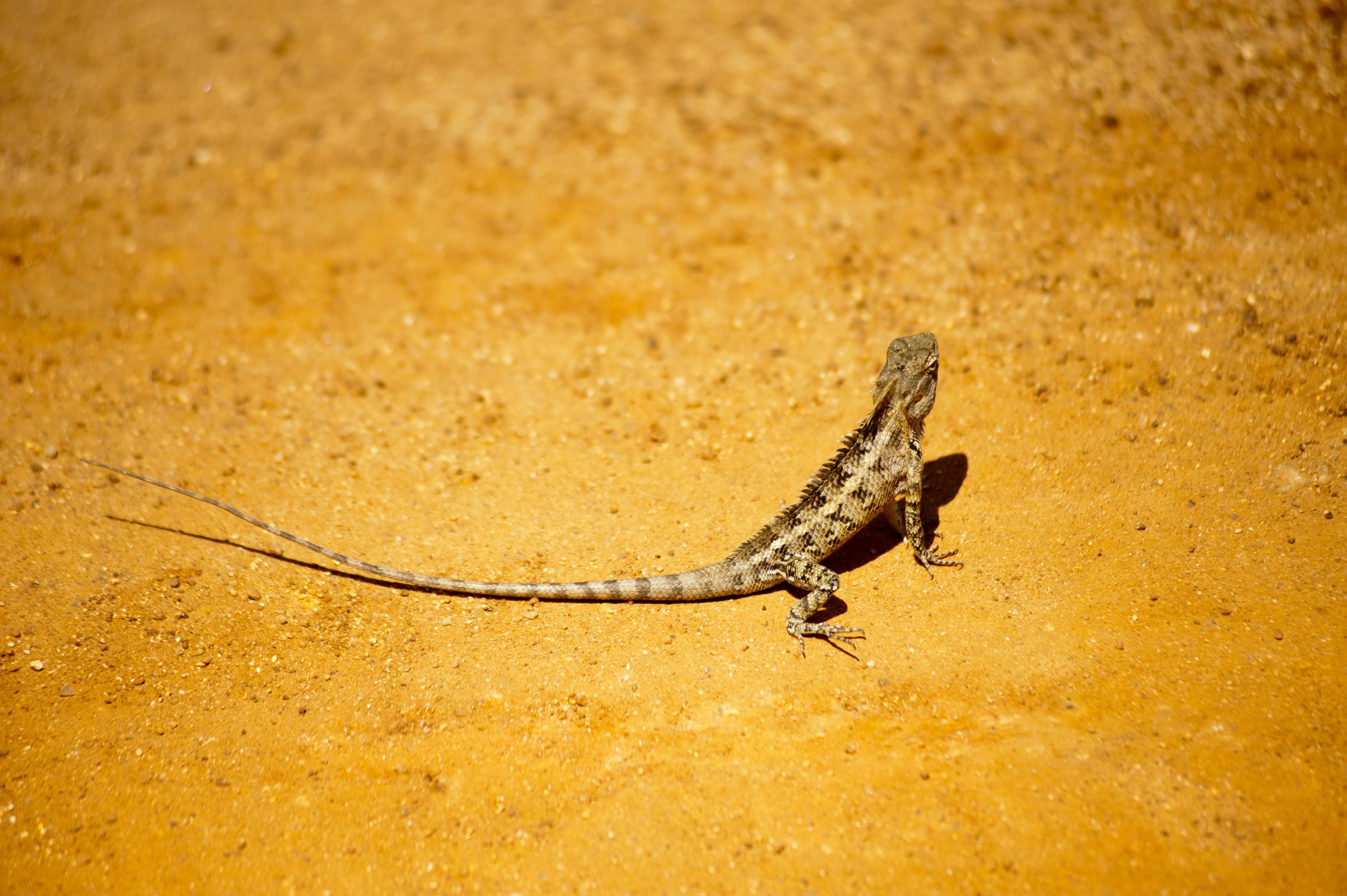 150-year-old ‘mystery' over desert lizard's identity solved