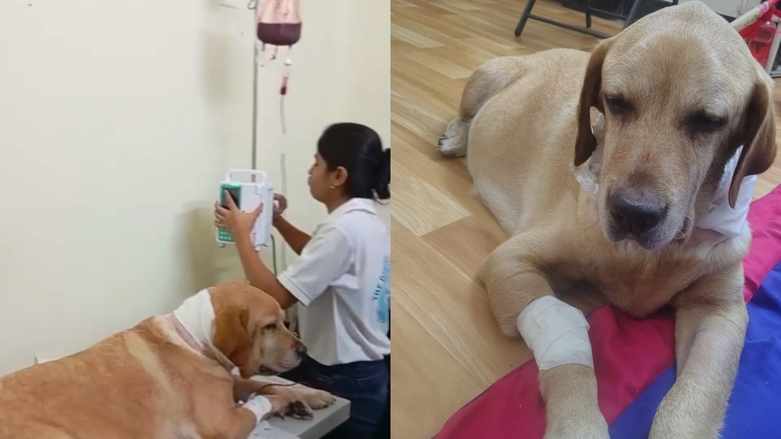 Dialysis and blood transfusion give 8-year-old labrador second chance at life in Kolkata