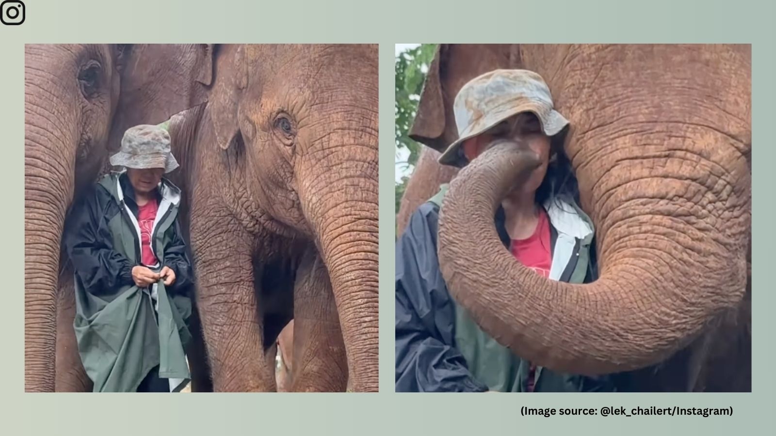 ‘True love': Elephants use their bodies to shelter caretaker during heavy rain. Watch here