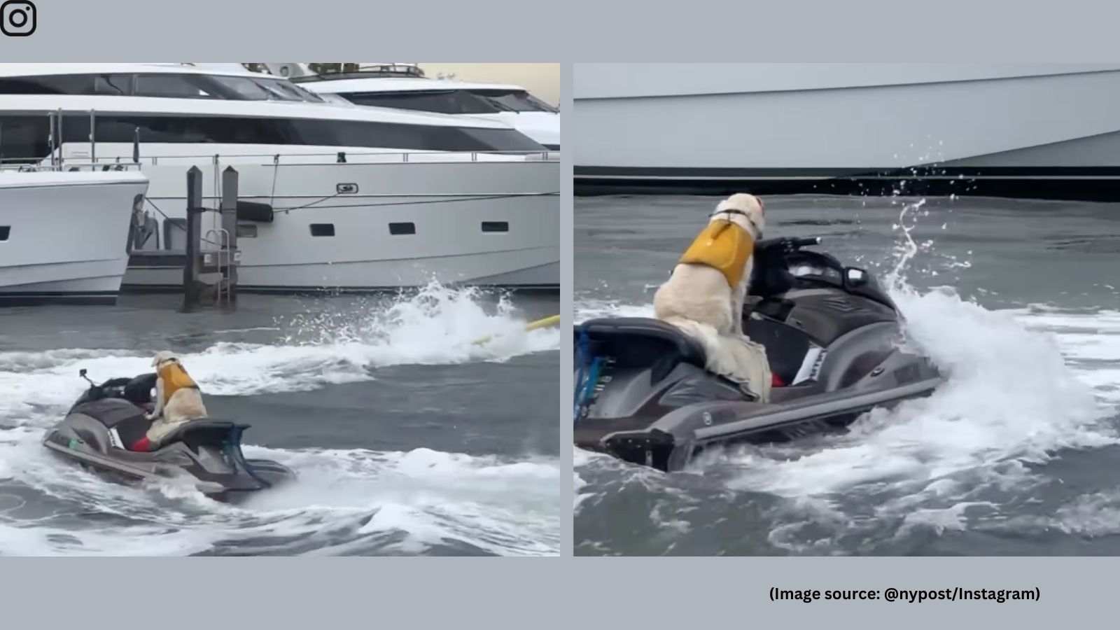 ‘Animal abuse': Video of golden retriever riding jet ski like a professional sparks debate. Watch