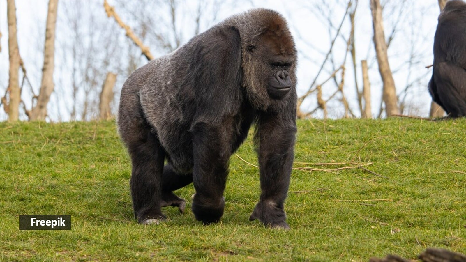 Who would win in fight between 100 men and 1 gorilla? An evolutionary expert weighs in