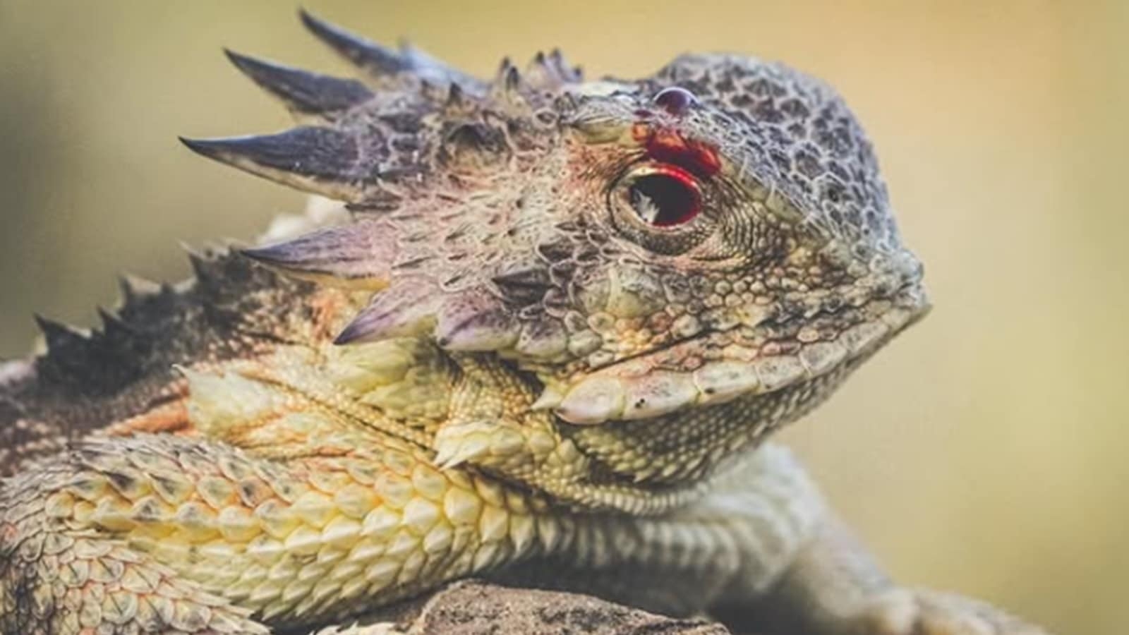 Nature's most bizarre: This lizard can shoot toxic blood from its eyes to avoid being attacked and eaten by predators