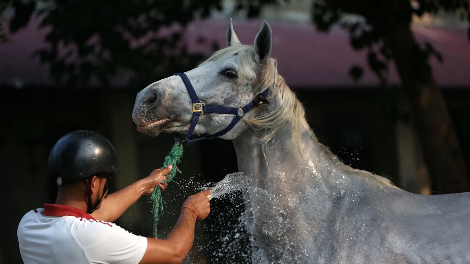 Brought from Hyderabad, 8 racehorses die mysteriously in Madhya Pradesh, govt launches probe