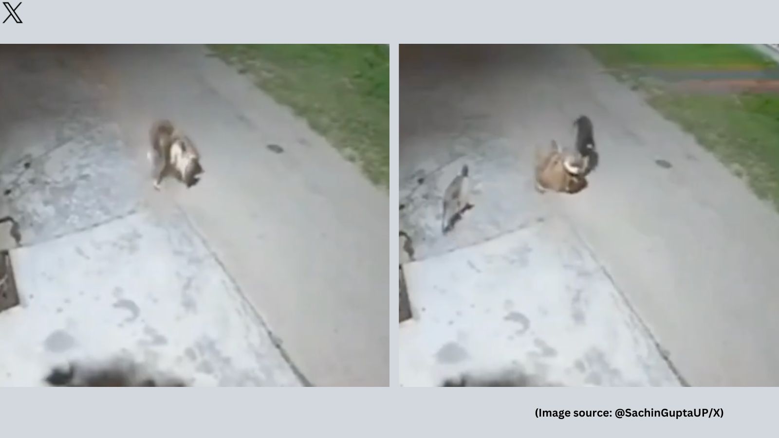 WATCH: Leopard attacks dog sleeping on streets in Uttarakhand, pack of strays fight back