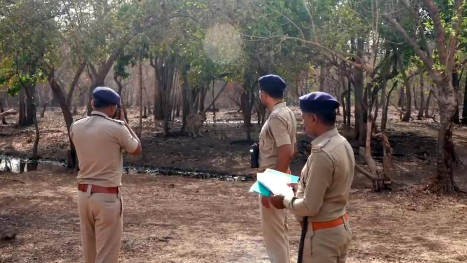 Gujarat Forest Department commences first phase of Asiatic lions census