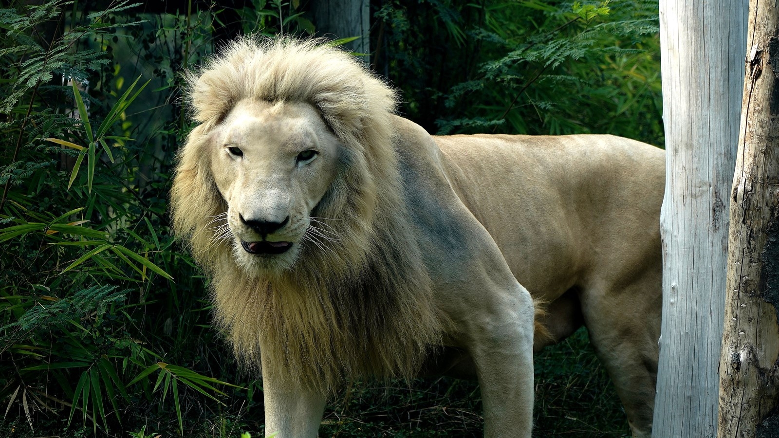 Lioness dies at Ranchi biological park, had low immunity due to ‘hybrid lineage', officials say