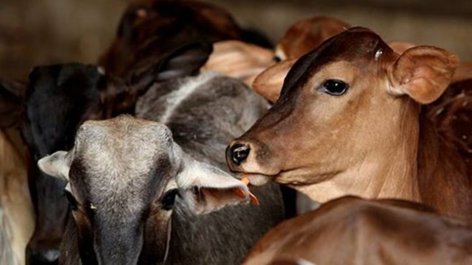 Significant increase in output of UP's livestock, fisheries & forestry sectors: District Domestic Product report