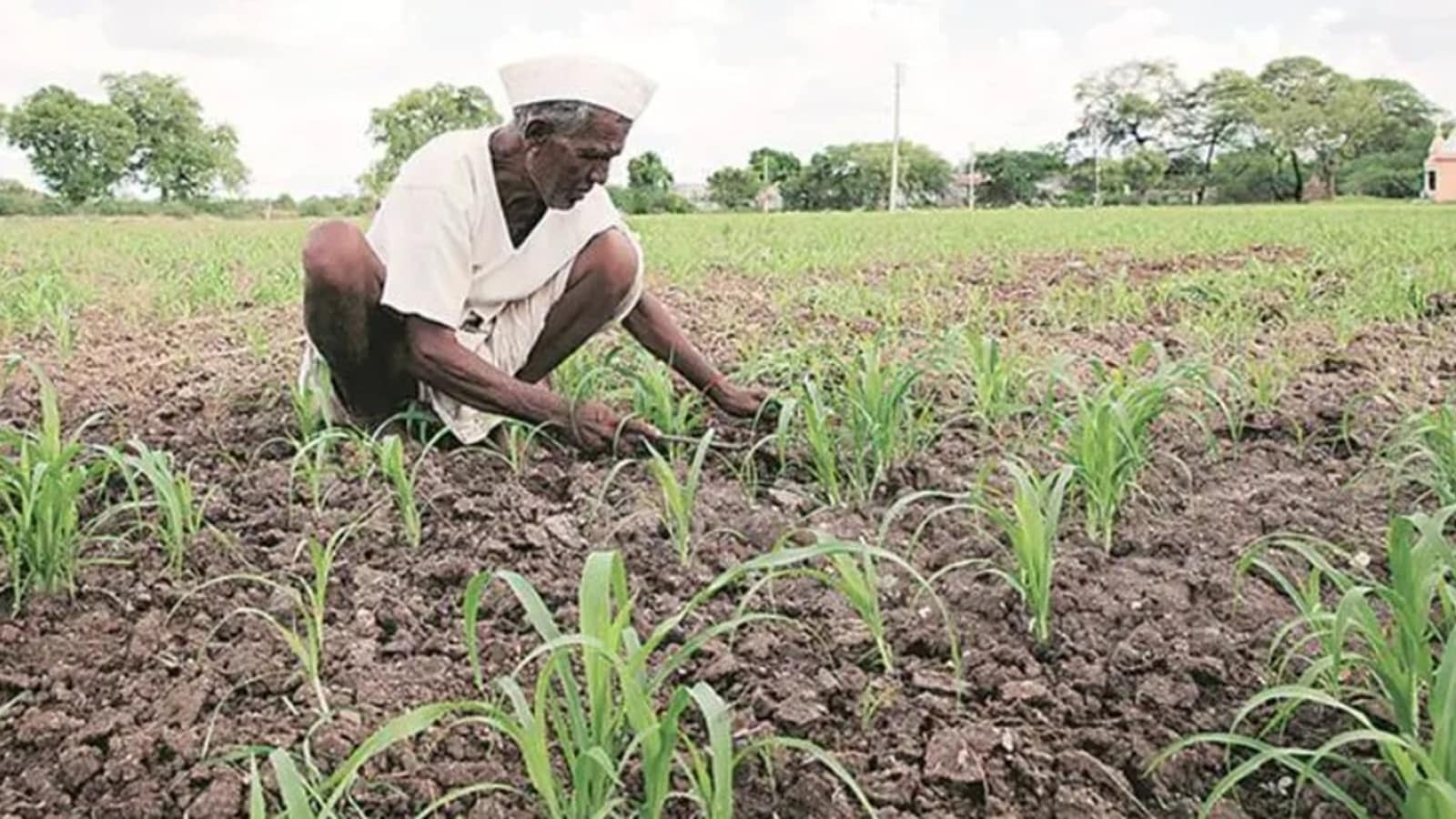 Maharashtra farmers may get less compensation for crop losses due to heavy rainfall
