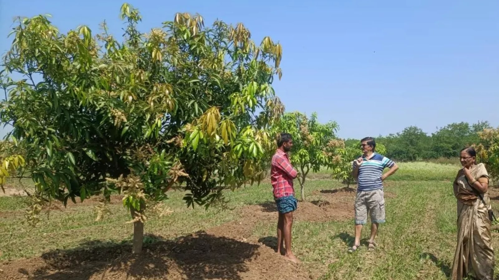 Gujarat's mango produce loss estimated at up to 35% due to unseasonal rain