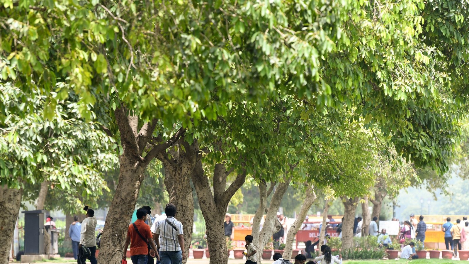 Delhi govt tightens SOP for felling trees: Court panel's nod mandatory to cut down 50 or more