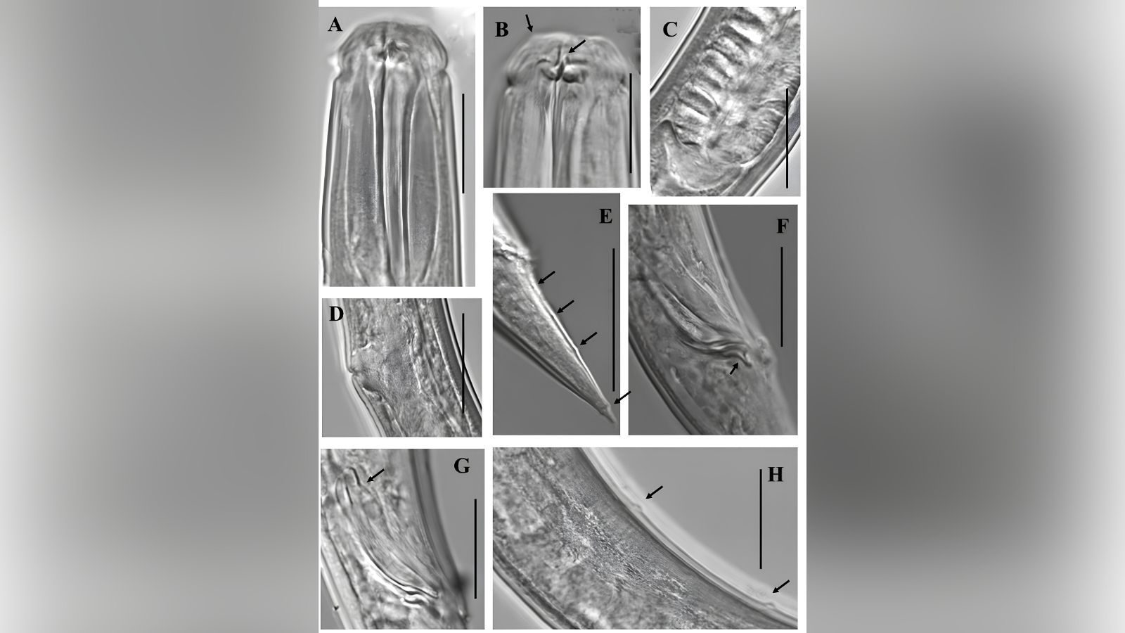 Indian scientists discover rare marine worm on Tamil Nadu coast