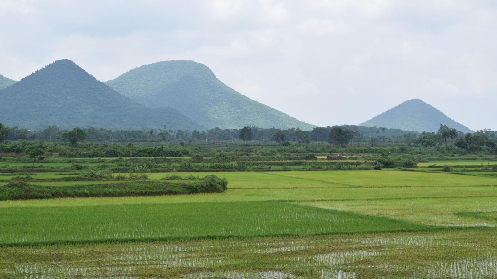 To ‘protect' state's Dalit and tribal land, Odisha govt proposes direct purchase in scheduled areas