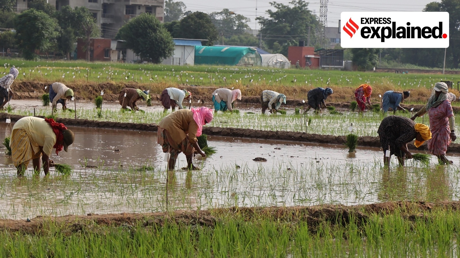 Why paddy sowing in Punjab depends on a court order this time, and the road ahead