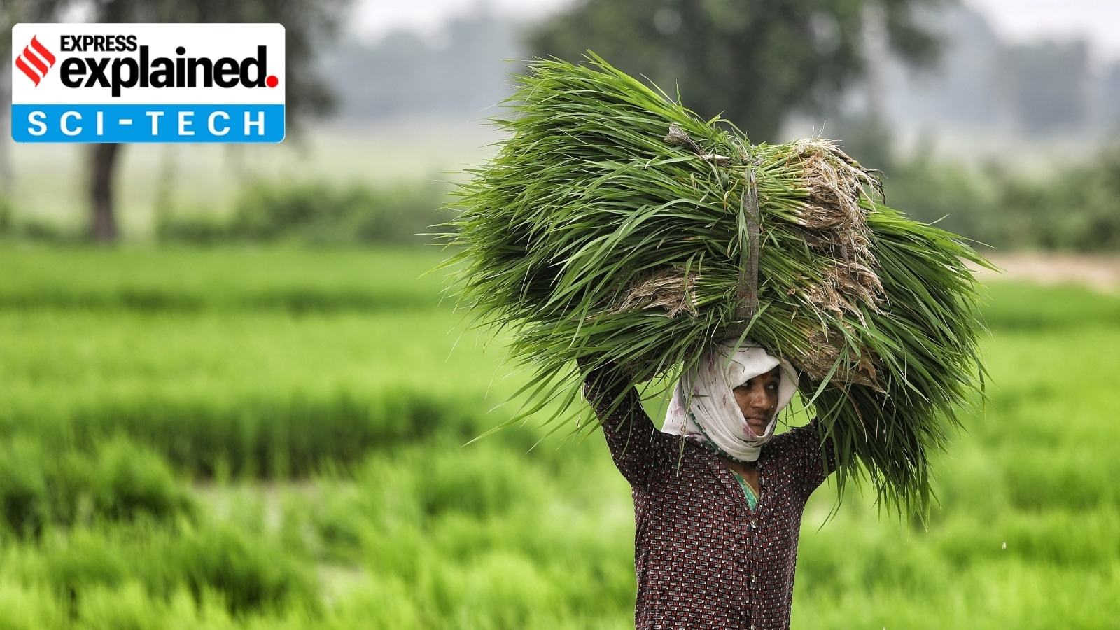 For the first time, 2 new genome-edited rice varieties: Why is this such a major breakthrough for ICAR and India's agriculture?