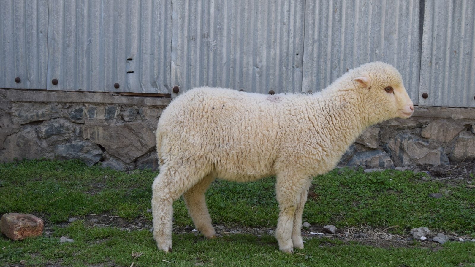 Kashmir university researchers produce India's first gene-edited sheep: ‘Birth of a new era'