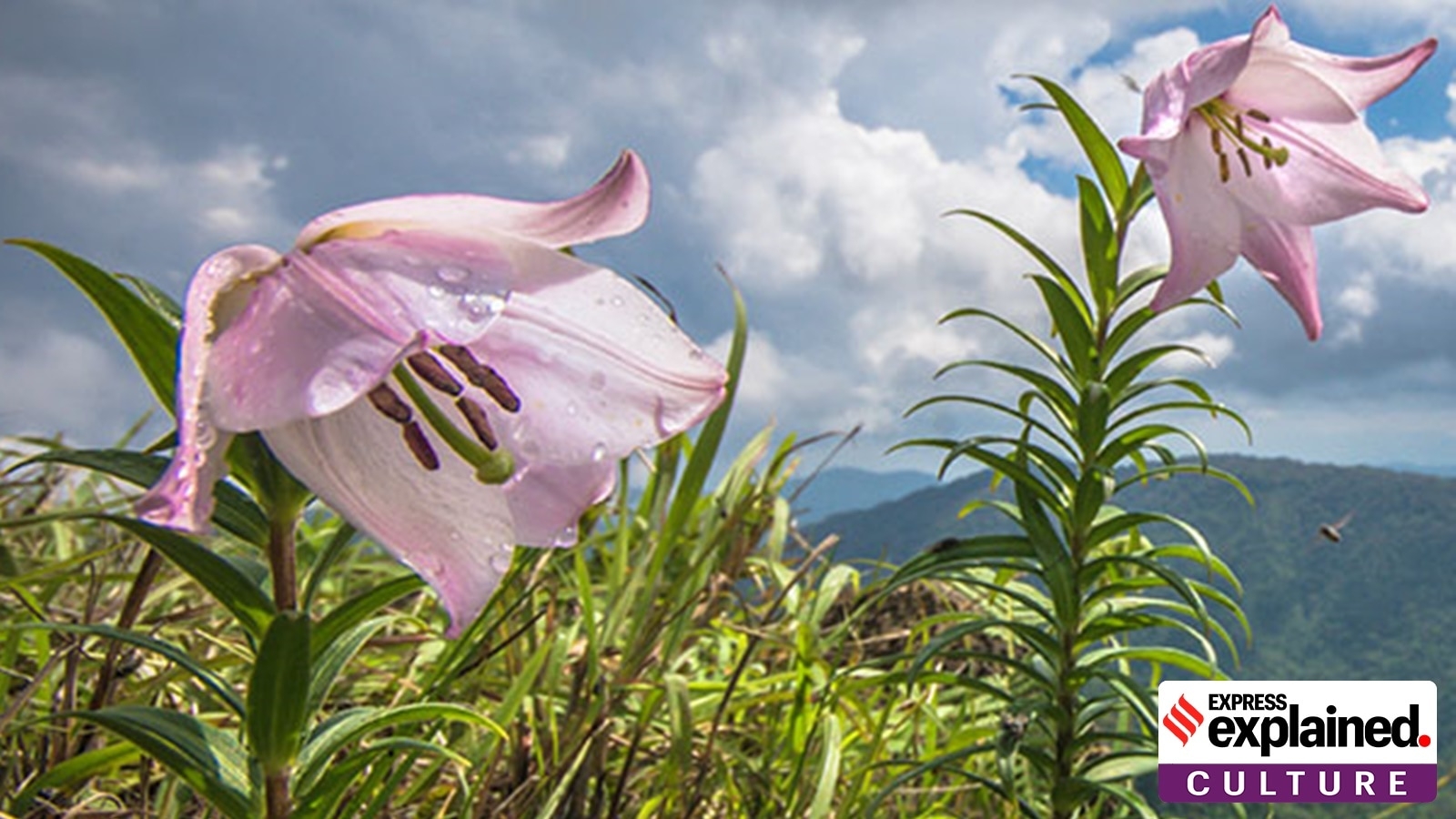 In conflict-scorched Manipur, Shirui Lily festival kicks off: All you need to know about the festival and the flower