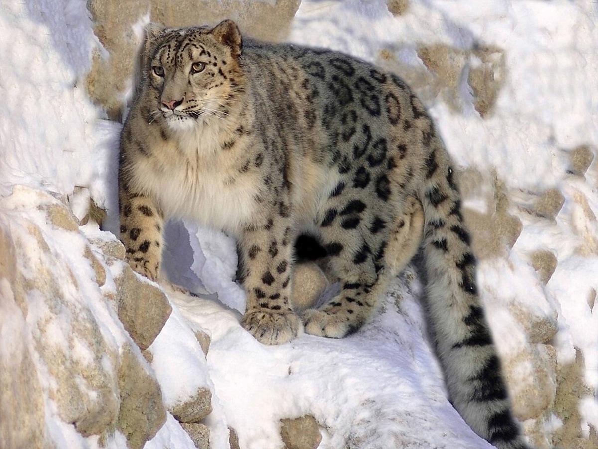Two more snow leopard cubs, a vulnerable species, born in Darjeeling Zoo