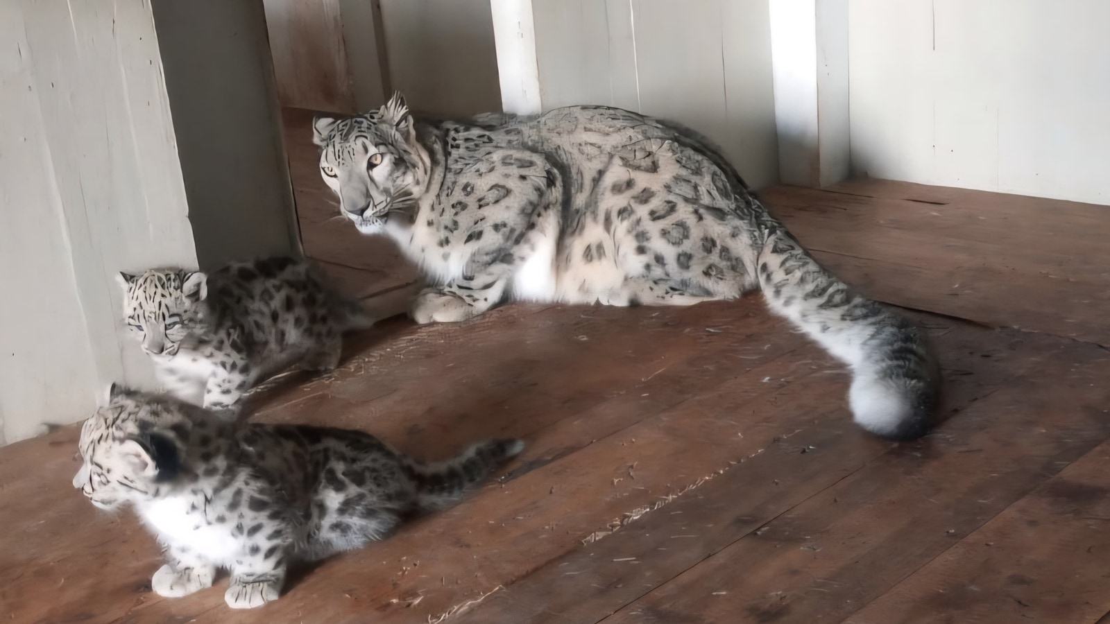 Darjeeling Zoo welcomes cubs two of rare and vulnerable snow leopard