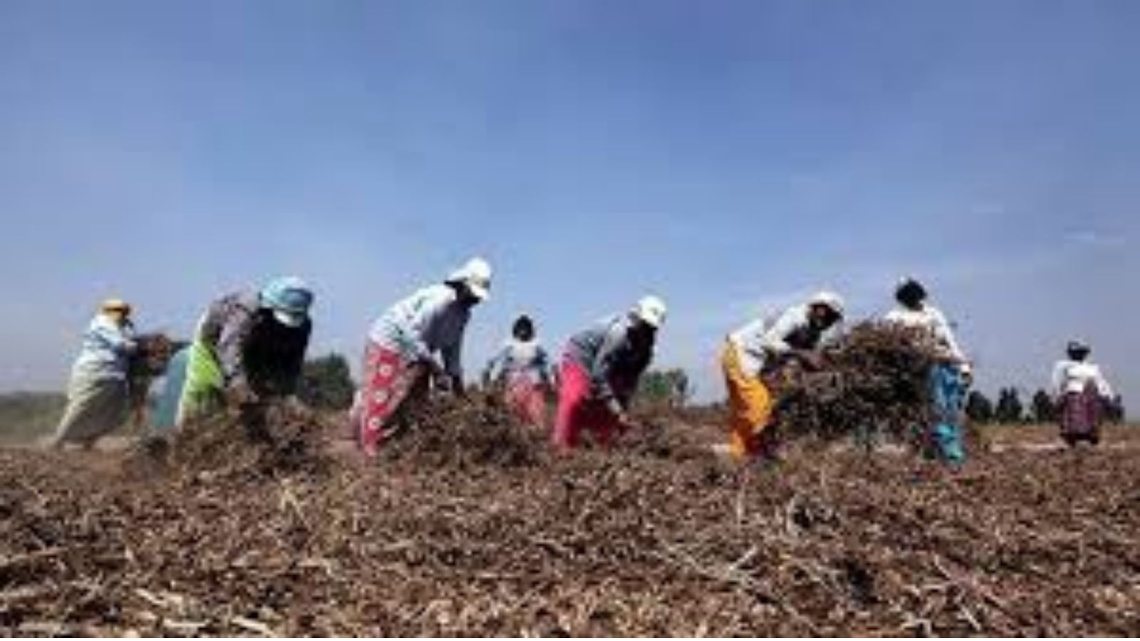 To sow or not: The question Maharashtra's soyabean farmers face amid early monsoon onset