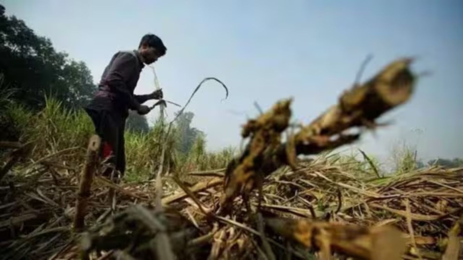 Finally, sugarcane cutters in Pune get identity cards, as DLSA tackles red tapism