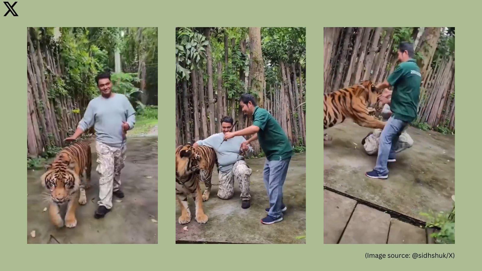 Indian tourist mauled by tiger in Thailand while posing for photo; video goes viral: ‘What is this monstrosity?'