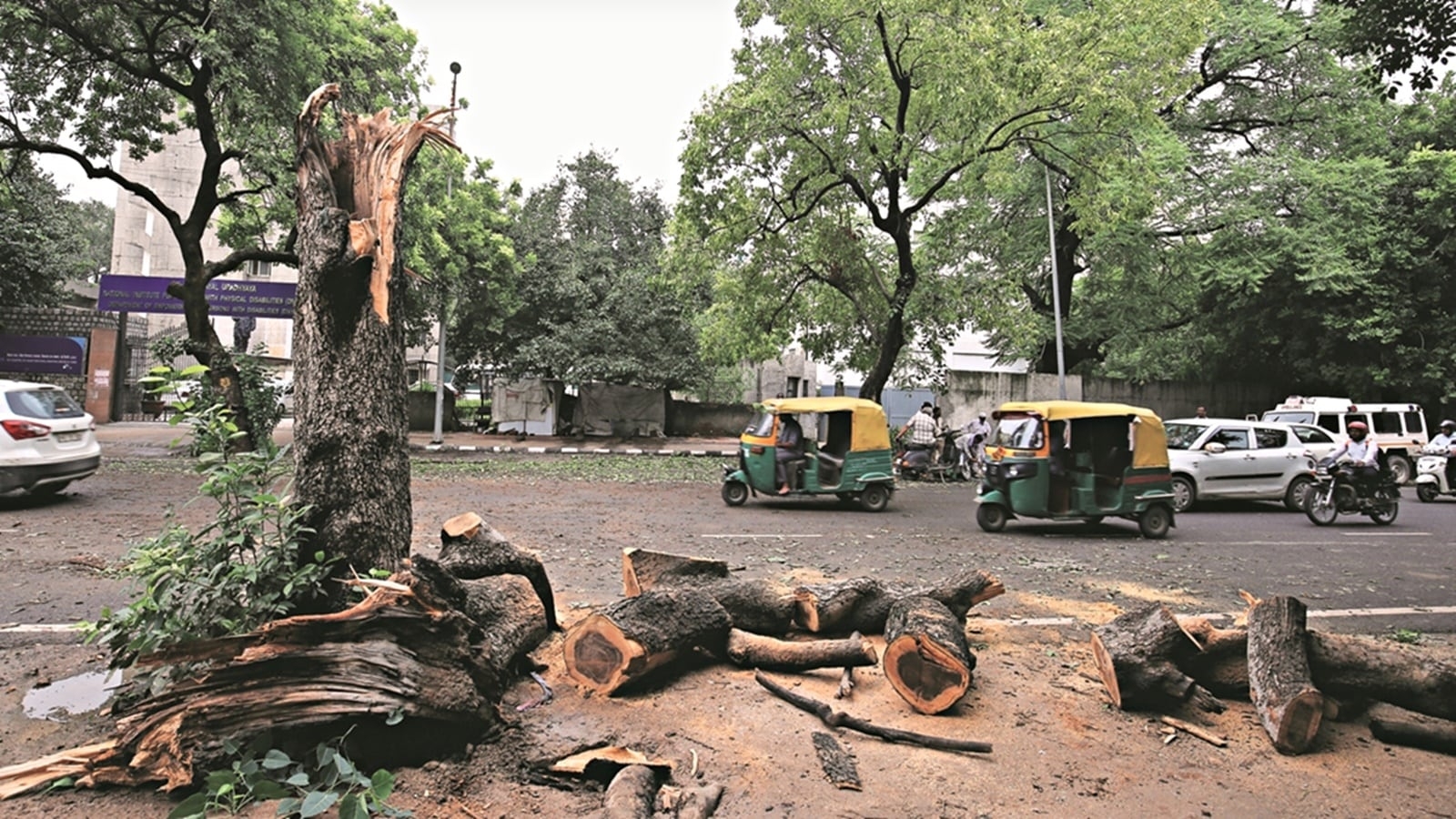 980 trees felled in Greater Noida: In affidavit before NGT, UP official says company ‘denied responsibility'