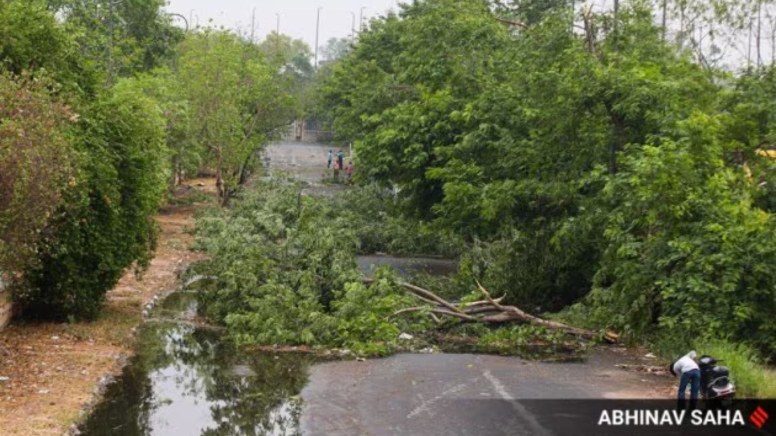 PWD forms teams for prompt clearance of uprooted trees in Delhi