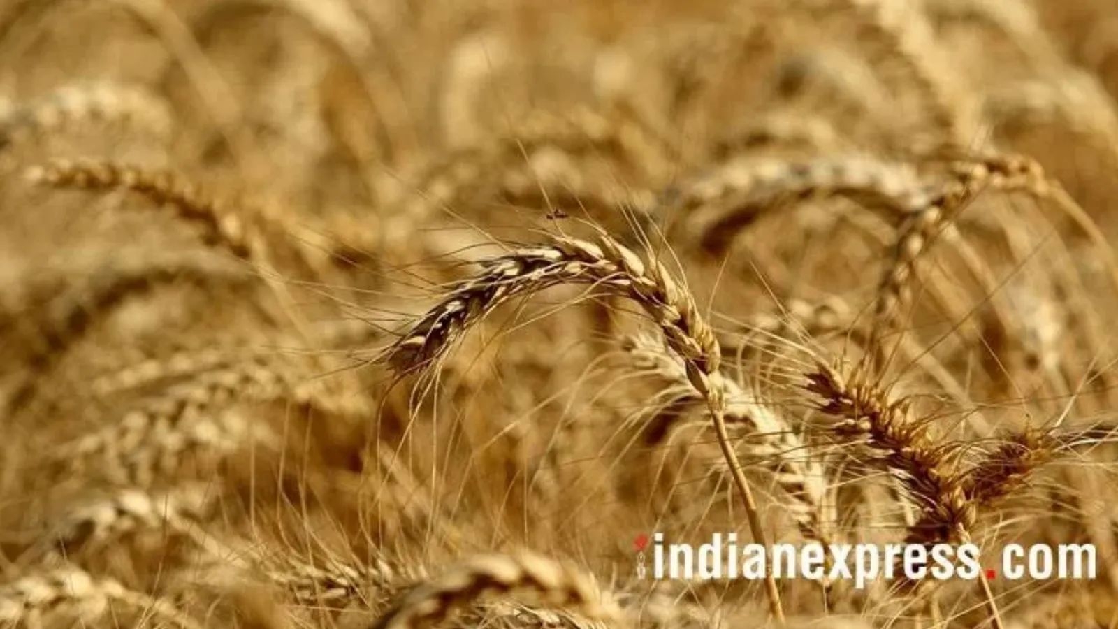 Punjab's private wheat procurement soars, closes in on 2006 record