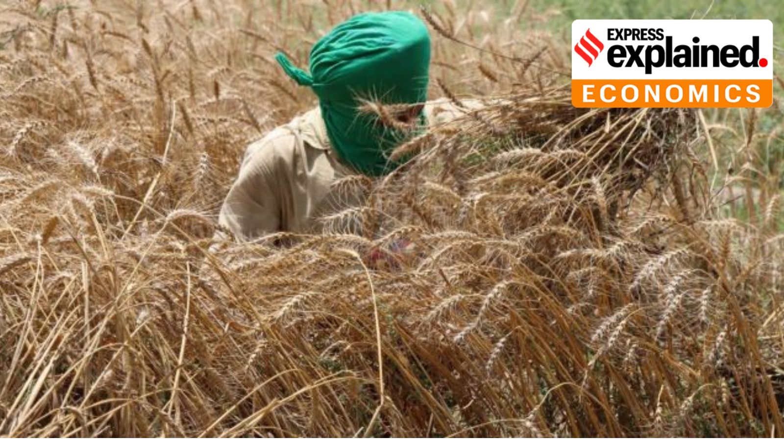 Explained: Why farmers prefer growing rice and wheat