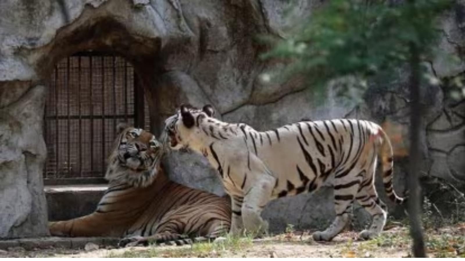 All zoos in UP shut for a week, surveillance stepped up in poultry farms