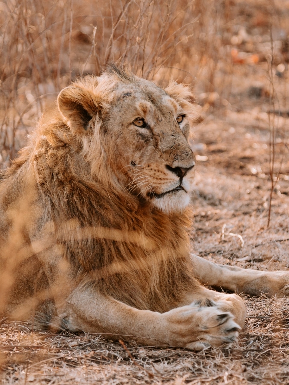 India's iconic and rare big cats you must know about