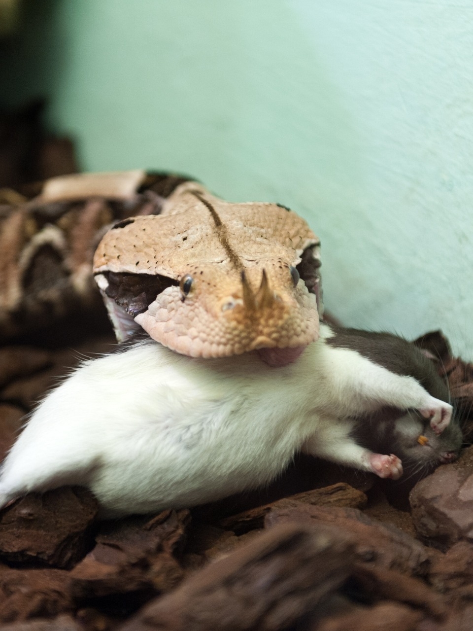 Gaboon viper: Africa's camouflaged predator
