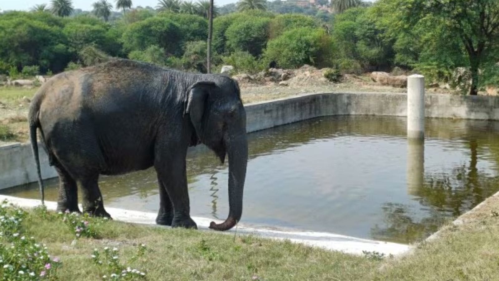 Video shows mahout beating elephant near Ahmedabad's Jagannath temple; police begin inquiry