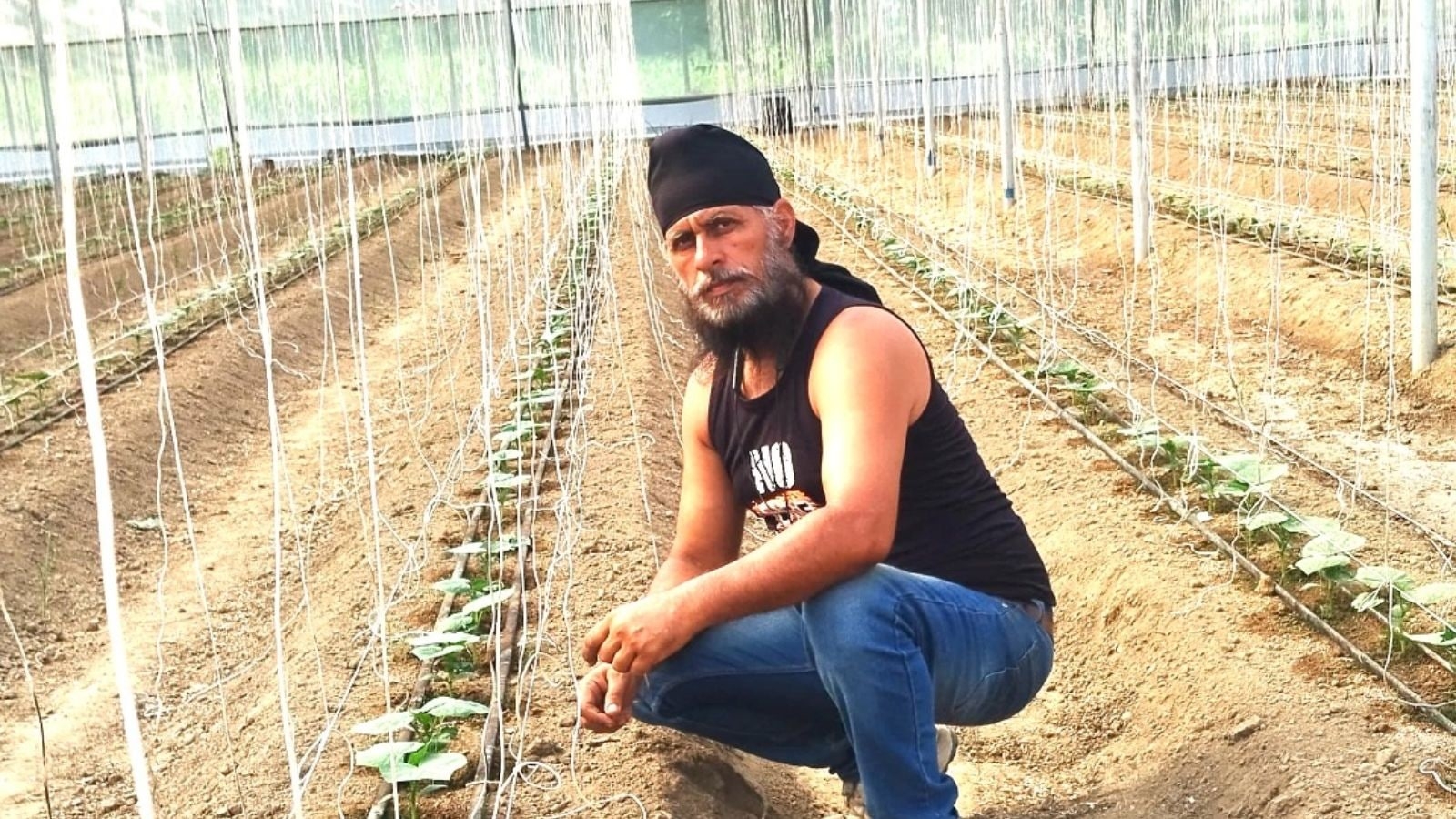 Decade and a failed biz later, Punjab's Hoshiarpur farmer finds success — and money — in seedless cucumbers