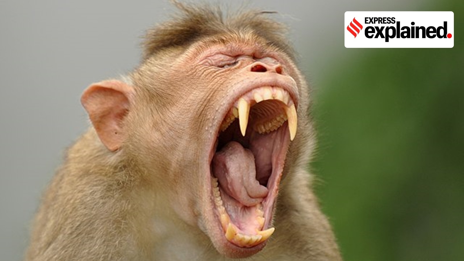 Why Kerala wants Wildlife Act amended to allow it to kill some wild animals