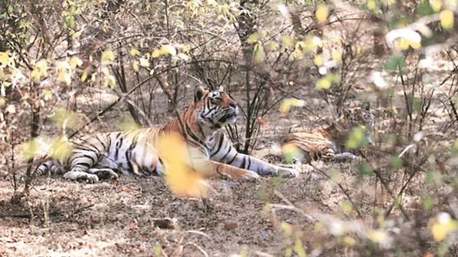 Maharashtra's Chandrapur grapples with surge in tiger attacks: 11 killed in May, 22 deaths reported so far this year