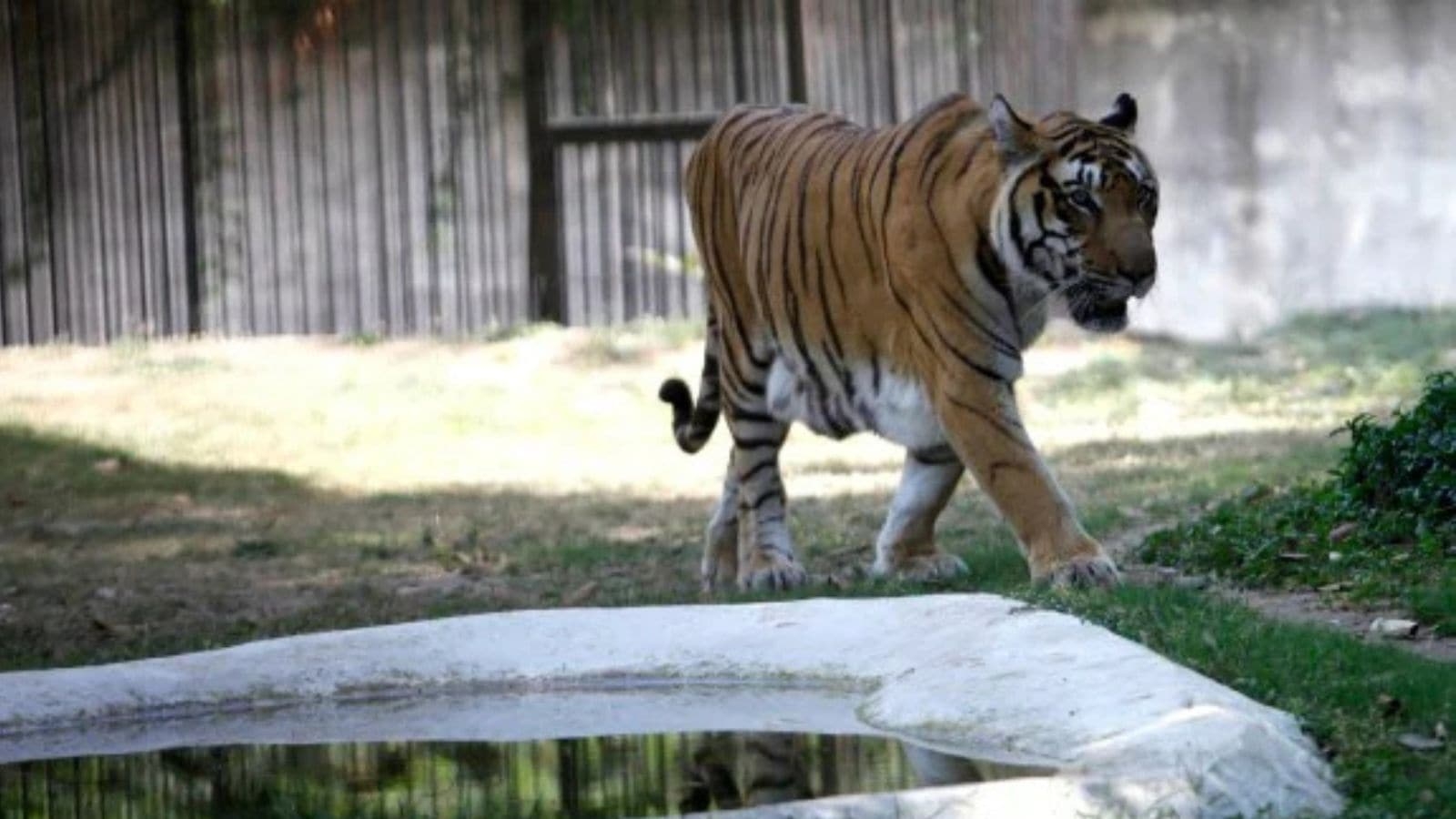 Visitors at China zoo pull tiger hair for ‘good luck', spark outrage