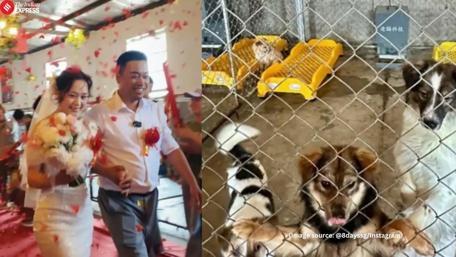 ‘Best wedding ever': Chinese couple gets married at dog shelter, celebrates big day with over 200 rescued dogs