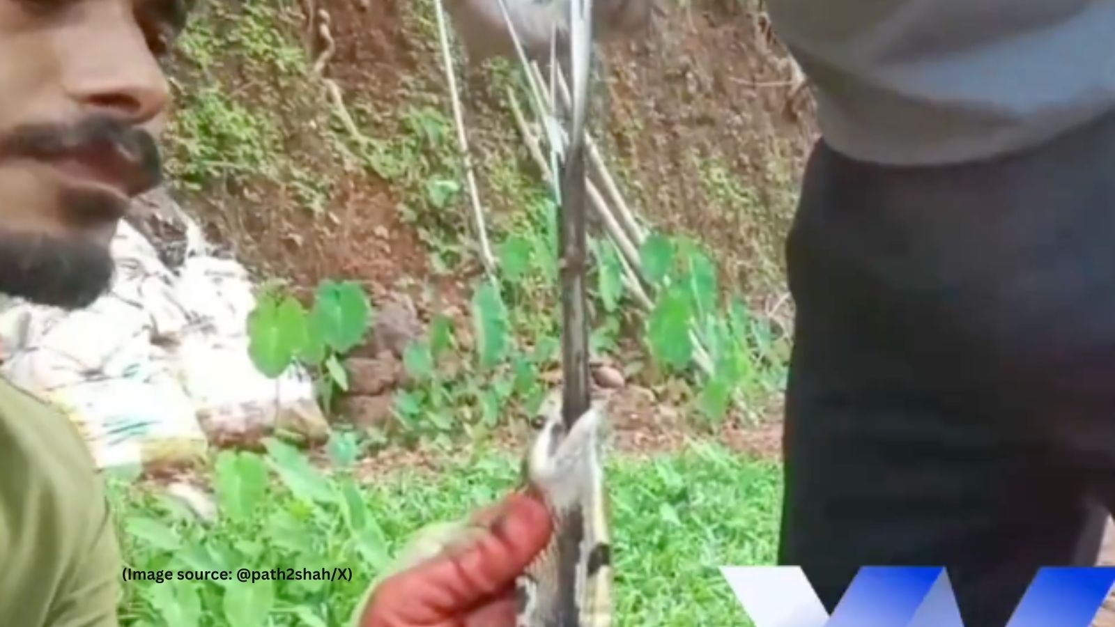Cobra swallows 1-foot knife in Karnataka, rescuers use scissors to pull it out. Watch
