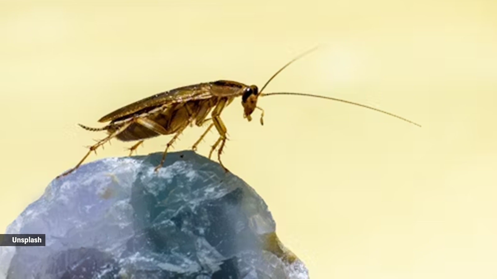 Yes, cockroaches can live without their heads — here's the bizarre biology behind it